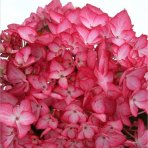Hortenzia kalinolistá (Hydrangea macrophylla) ‘SALSA’® - výška 10-15 cm, kont. C1,5L 